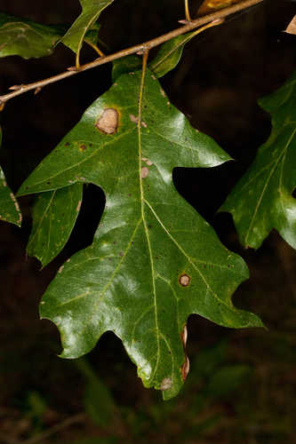 Quercus georgiana #3